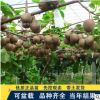 批發(fā)獼猴桃苗 紅心黃心獼猴桃樹苗 奇異果樹苗品種齊全 庭院果苗