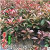基地直銷批發(fā)紅葉石楠 籬笆 行道樹園林綠化工程樹木綠化小苗大苗