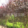 供應紅葉李，湖南紅葉李，紅葉李工程用苗