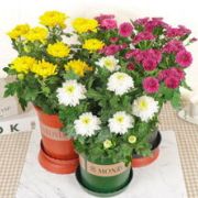 沭陽縣月花苗木園 藝場