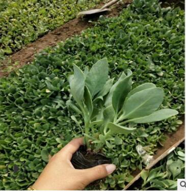 山東濰坊青州廠家直銷 花卉 八寶景天 大批量發貨