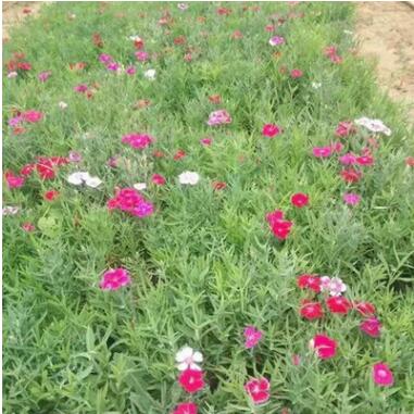 品質保證山東青州常夏石竹 熱賣花卉幼苗宿根花卉推薦 多色系批發