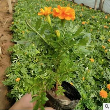 廠家直銷草本花卉 孔雀草 觀賞花卉綠化陽臺 品種齊全 量大