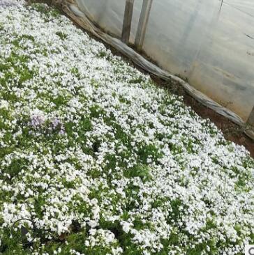 福祿考 福祿考多色 景觀綠化 宿根花卉叢生福祿考