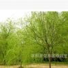 供紅楓，馬褂木，垂柳，金絲柳，紅花桎木等花木