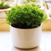 微型蕨類植物盆栽小多肉 幸福草 情人草盆栽綠地珊瑚蕨