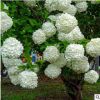 低價銷售綠化苗木 繡球花. 日本白繡球 木本繡球 別墅花卉 規格全
