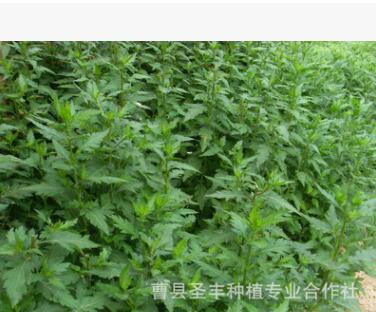 耐寒、耐熱、適應(yīng)性強(qiáng)，嫩莖葉清香可口的菊花腦種子