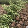 法國冬青苗冬青樹珊瑚樹 四季常青樹綠化苗 法國冬青小苗籬笆墻