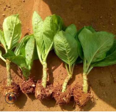 批發繡球花苗工程綠化基地直銷 市政園林工程綠化配送 小苗供應