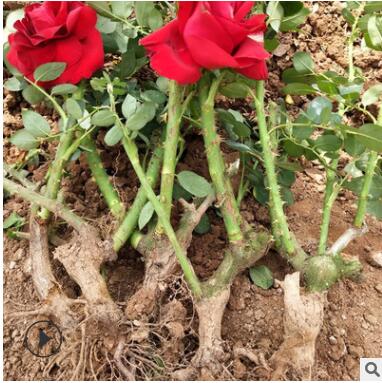 基地直供 優質月季大苗 2-3年生老樁苗 成活高庭院盆栽綠化工