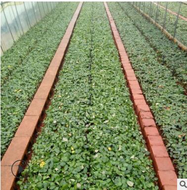 云南鮮切花種苗批發 紅袖玫瑰種苗 月季苗 綠化工程薔薇苗苗圃