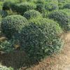 小葉女貞球綠化工程苗 常青小葉女貞球苗木基地道路綠化女貞球