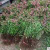 基地直銷繡線菊繡線苗花灌木苗紅色繡線菊工程苗麻葉繡線菊
