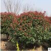 庭院大小營養杯紅羅賓紅葉石楠 園林綠化綠籬樹種紅葉石楠