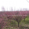 江蘇大花榆葉梅/碧桃/美人梅/紅梅/市場價格