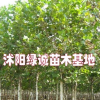 山東法桐價格對比，江蘇法桐基地價格及報價