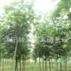 青桐樹/梧桐樹價格
