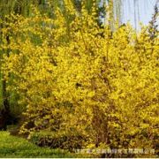 江蘇雷之碩園林綠化工程有限公司