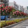 樹狀月季花樹形月季批發品種月季高檔樹樁當年開花庭院盆栽綠化