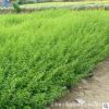 小葉女貞苗批發 工程綠化苗木市政園林小葉女貞球行道綠化