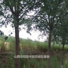 山西國(guó)槐/山西地區(qū)供應(yīng)