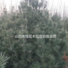 山西山西白皮松/西北地區(qū)白皮松哪里好/北方供應(yīng)白皮松哪家便宜
