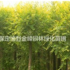 金葉榆價格 金葉榆基地