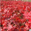 基地常年供應日本紅楓工程苗 美國紅楓樹木優質苗木 風景樹批發