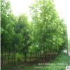 基地大量供應法桐 梧桐樹 城市行道樹 法桐樹 量大優惠