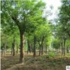 基地批發國槐 國槐小苗 國槐樹 黃金槐 規格品種齊全 園林行道樹