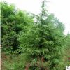 供應(yīng)雪松 耐寒常青雪松苗 雪松綠化苗工程苗雪松樹苗園林量大從優(yōu)