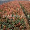 園林綠化苗木 紅葉石楠球 紅葉石楠苗 紅葉石楠樹苗