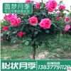 廠家精品月季樹花店家居綠化薔薇鮮花樹狀月季批發
