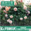 月季示范苑精品樹狀月季花店家居別墅歐月薔薇鮮花樹狀月季批發