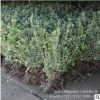 基地批發(fā) 金邊冬青 金邊黃楊 金邊冬青球 品種齊全