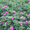 四季玫瑰基地 四季玫瑰價格 四季玫瑰50萬棵供應