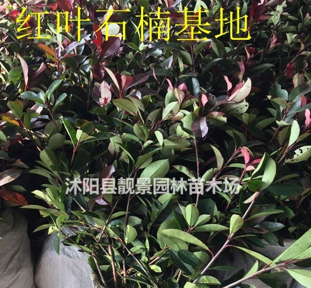 紅葉石楠苗價(jià)格 紅葉石楠種植技術(shù)及簡介 苗圃直銷紅葉石楠苗