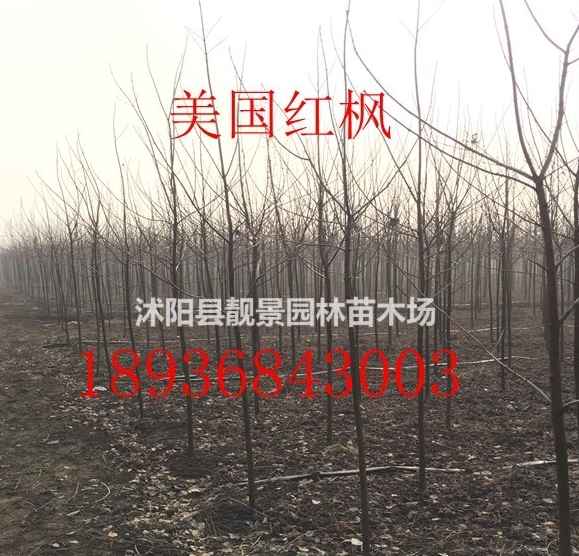 美國紅楓多少錢一棵，美國紅楓哪里有買，美國紅楓基地在哪里？