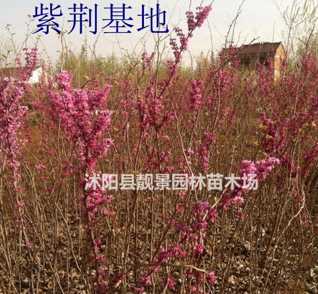 目前紫荊苗多少錢一棵，紫荊苗產(chǎn)地在哪里，紫荊花樹怎么賣？