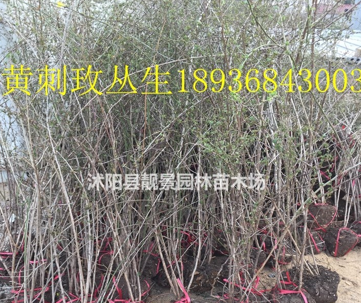 黃刺玫球多少錢一棵