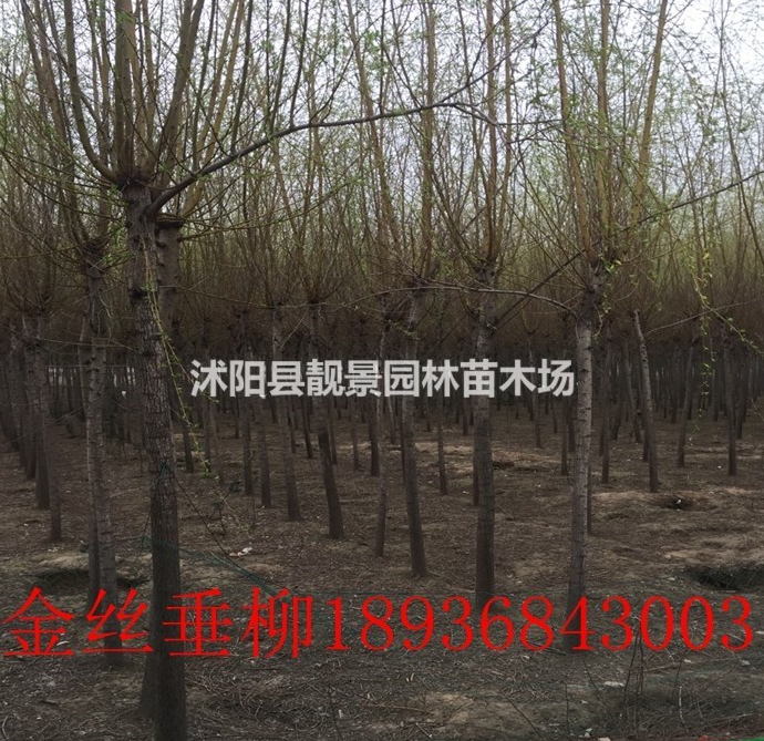 目前金絲垂柳多少錢一棵，垂柳哪里有賣，垂柳8公分報(bào)價(jià)