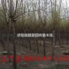 目前金絲垂柳多少錢一棵，垂柳哪里有賣，垂柳8公分報(bào)價(jià)