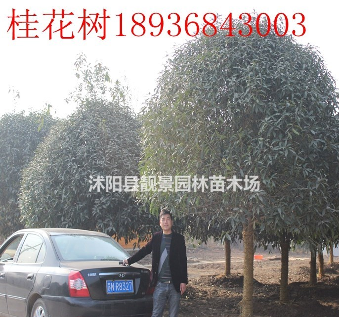 桂花樹多少錢，桂花樹哪里有，江蘇桂花樹報(bào)價(jià)