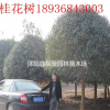 桂花樹多少錢，桂花樹哪里有，江蘇桂花樹報(bào)價(jià)