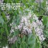 工程綠化苗木苦楝苦練樹苦楝樹苗苦楝小苗苦楝樹紫花樹啞巴樹苗
