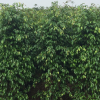 漳浦垂葉榕苗木批發 福建綠化垂葉榕 園林垂葉榕苗木批發自產
