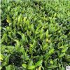 苗圃批發 變葉木 庭院小區綠化苗木 綠化苗木 易種景觀苗木