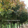 安徽安徽大量紅葉石楠出售介紹/特征/用途