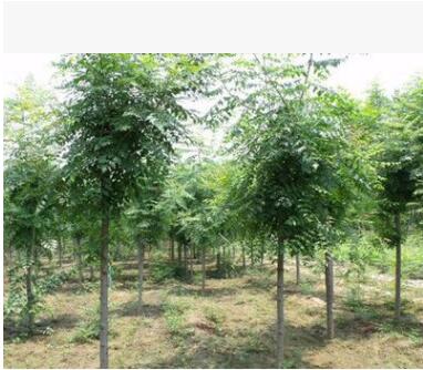 基地供應綠化苗木批發 欒樹苗 欒樹4-6cm 規格全 北欒 欒樹